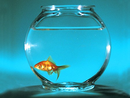 I want to be a goldfish!