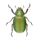 Chrysina Beyeri